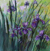 13. Iridaceae 40x40